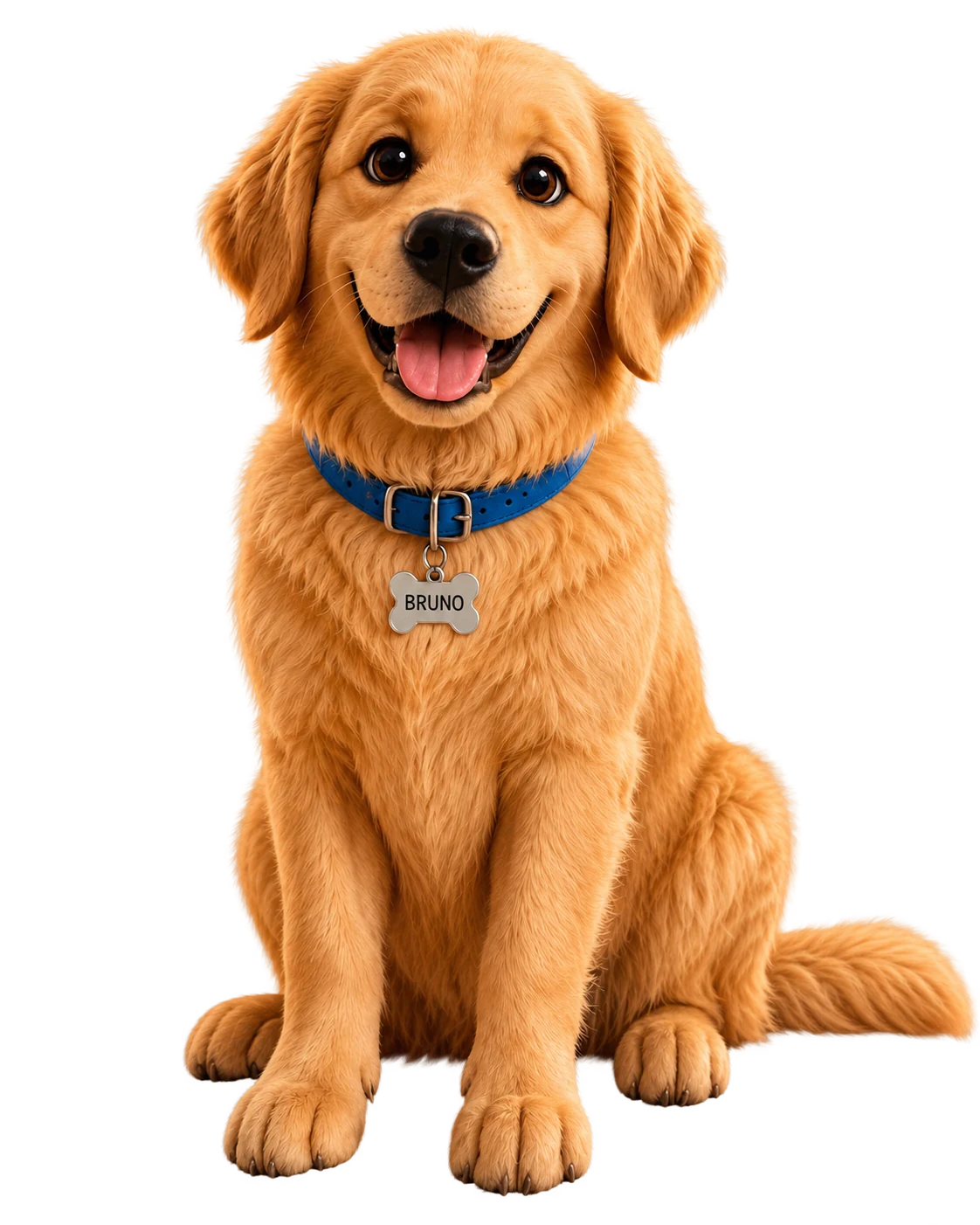Bruno, a golden retriever with a blue collar and name tag